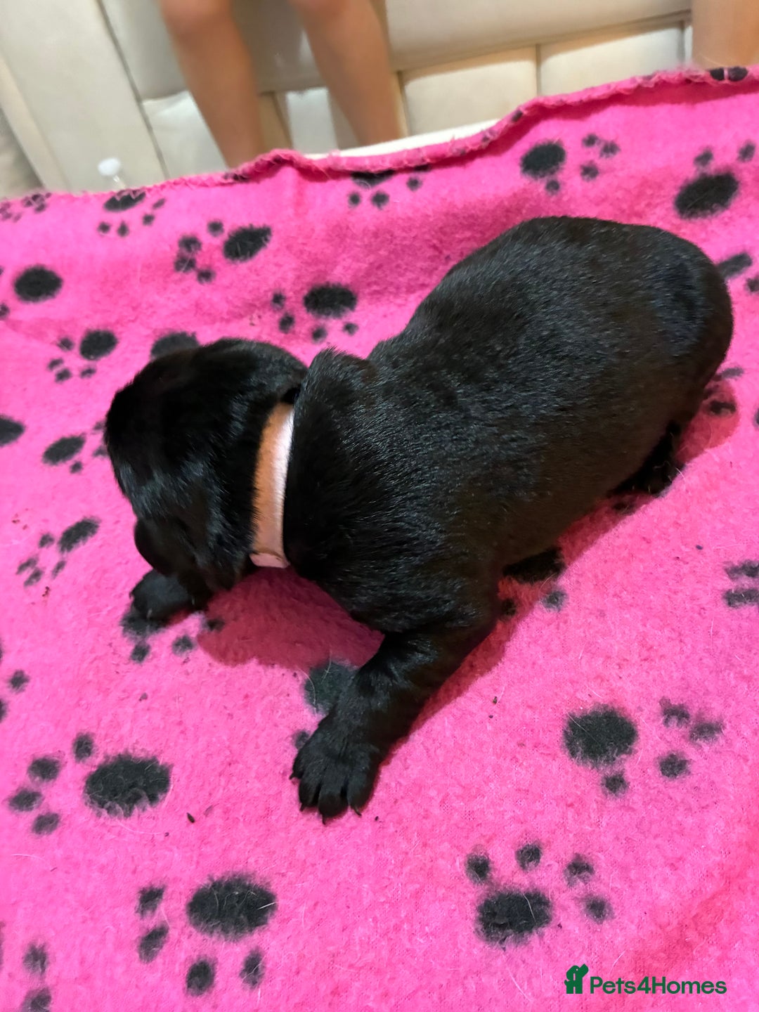 Labrador Retriever dogs for sale: KC RegisteredLabrador Puppies – Ready from 14/02 - Advert 7