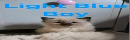 Ragdoll cats for sale: Six beautiful ragdoll kittens - Advert 3