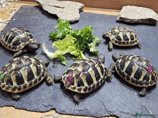 Hermann Tortoise reptiles Beautiful Baby Hermann Tortoises - Advert 13