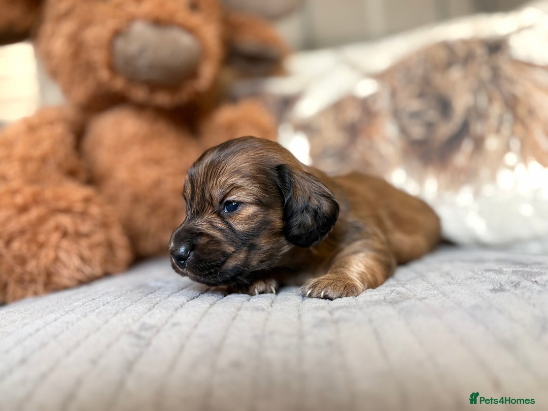 Miniature Dachshund dogs for sale: KC LONG HAIRED MINIATURE DACHSHUNDS🤍 - Image 8