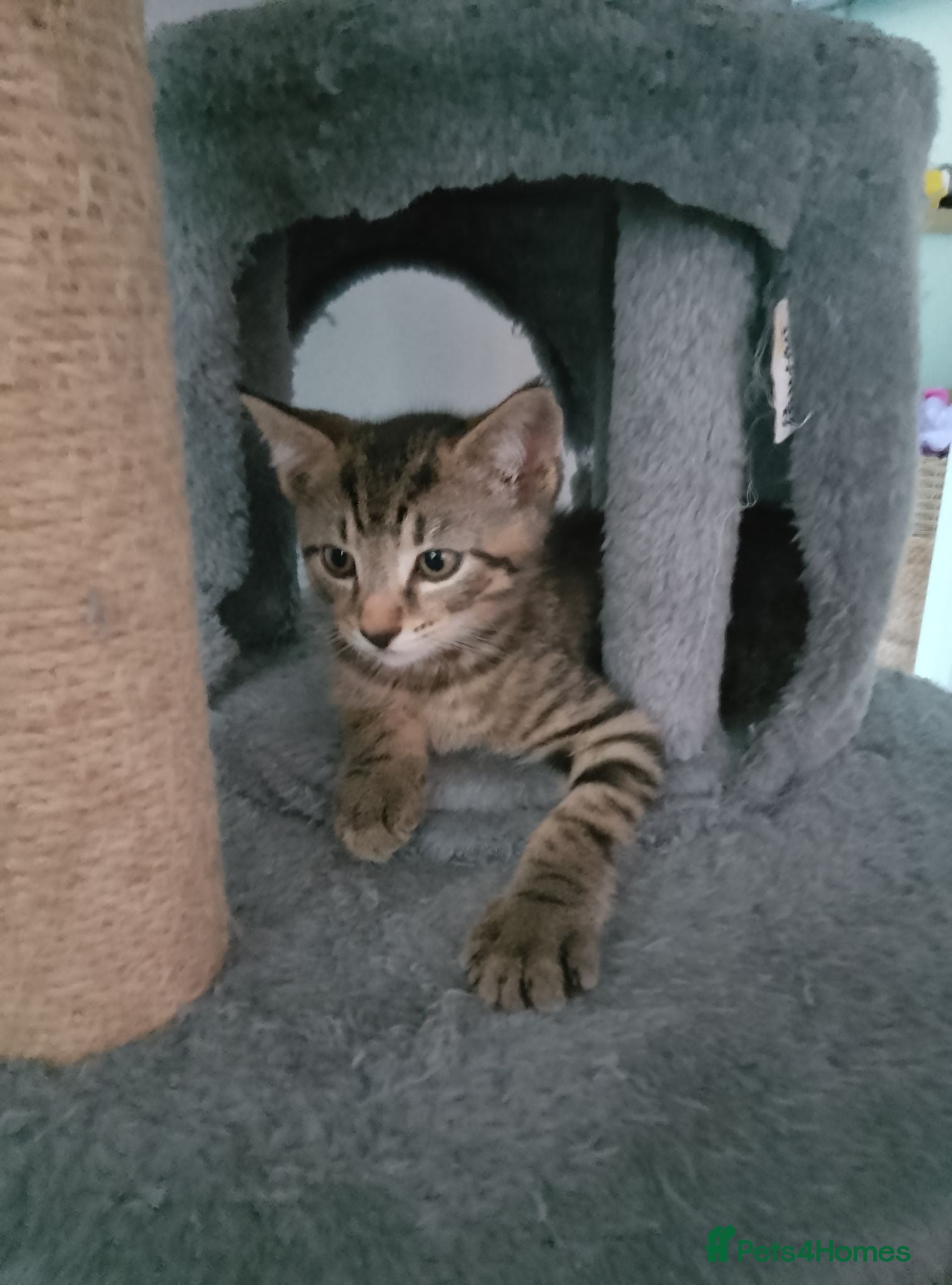 Mixed Breed cats 3 beautiful kittens Ready for forever homes  - Advert 13