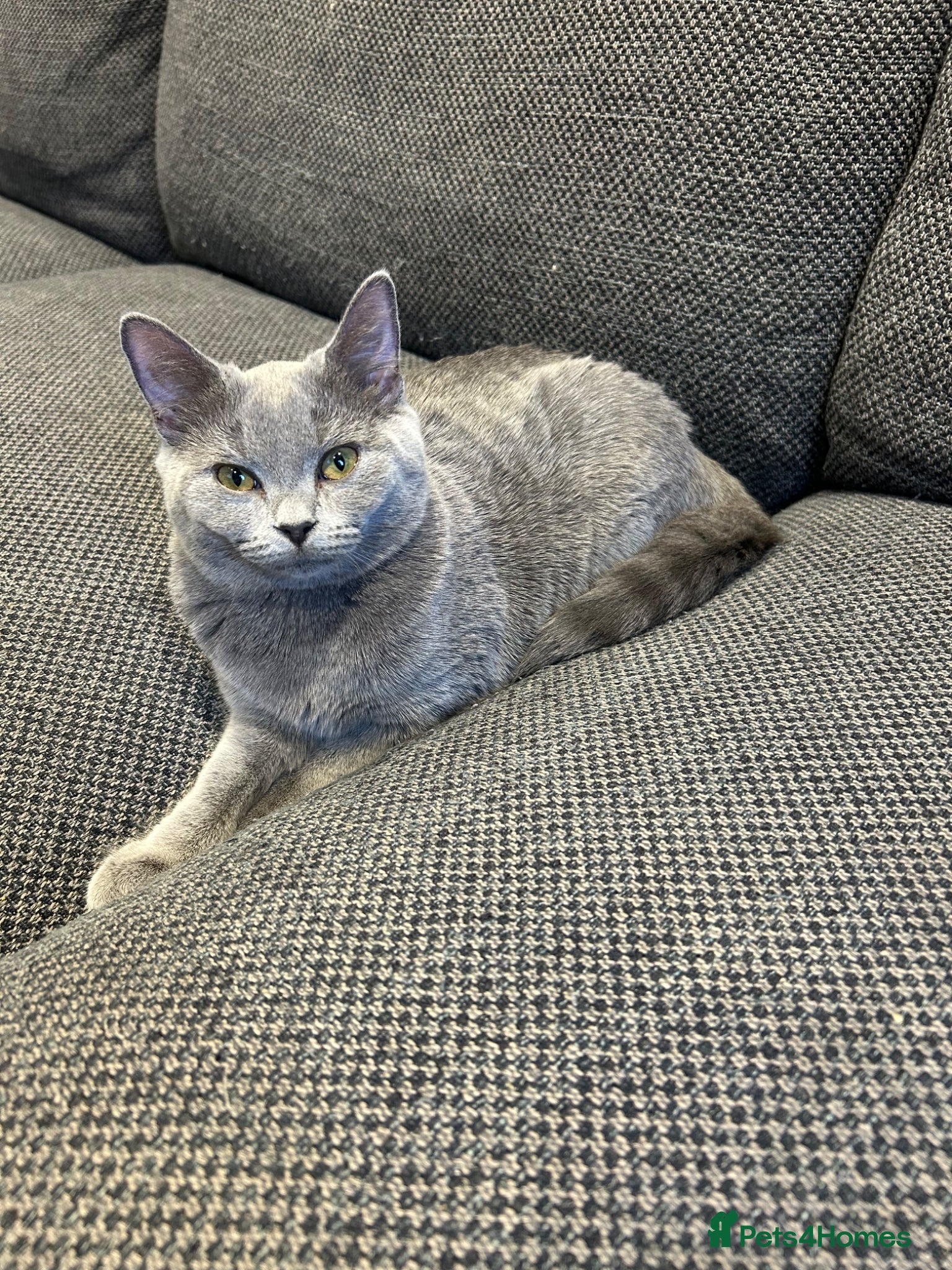 American Shorthair cats 7 week old female half British shorthair  - Advert 1