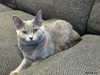 American Shorthair cats 7 week old female half British shorthair - Advert 1