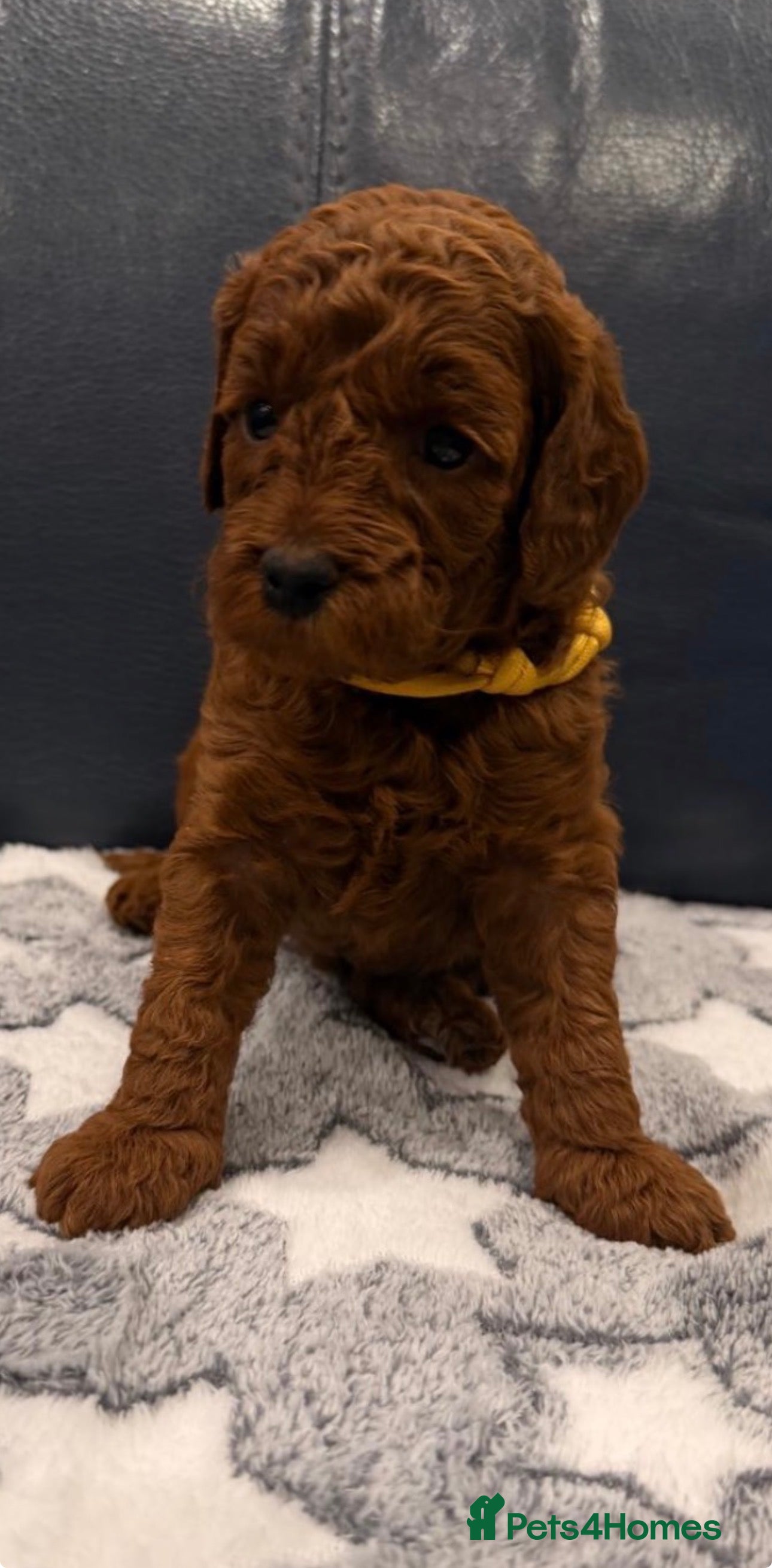 Mini Goldendoodle dogs Deep Red Mini Goldendoodle  - Advert 1