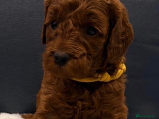 Mini Goldendoodle dogs Deep Red Mini Goldendoodle - Advert 9