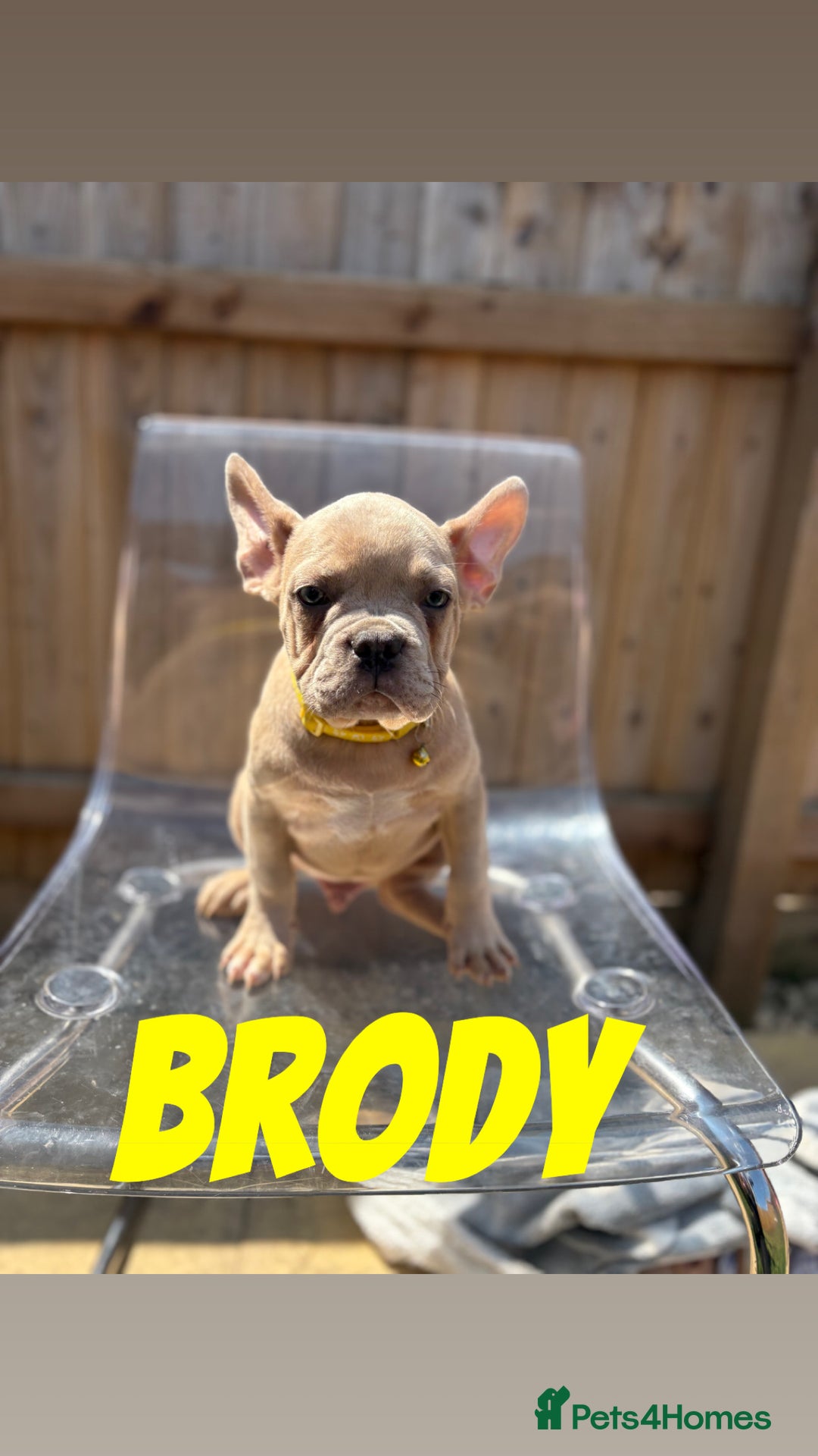 French Bulldog dogs for sale: French bulldog males left - Image 1