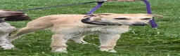 Lurcher dogs for sale: Gorgeous Lurcher  in Chippenham - Advert 5