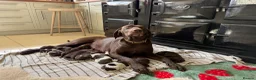 German Shorthaired Pointer dogs for sale: Litter of nine family raised GSPs  - Advert 14