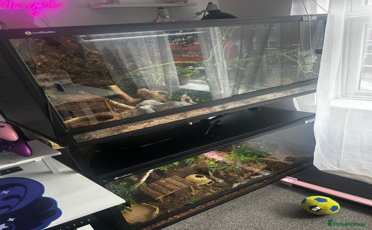 Snake reptiles - Advert 15