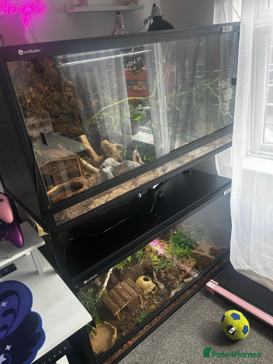 Snake reptiles for sale: 2 snakes with complete set up *read description* - Image 1