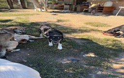 Mixed Breed dogs for adoption: GIZMO - a Lovely young boy for a Loving Home - Image 16