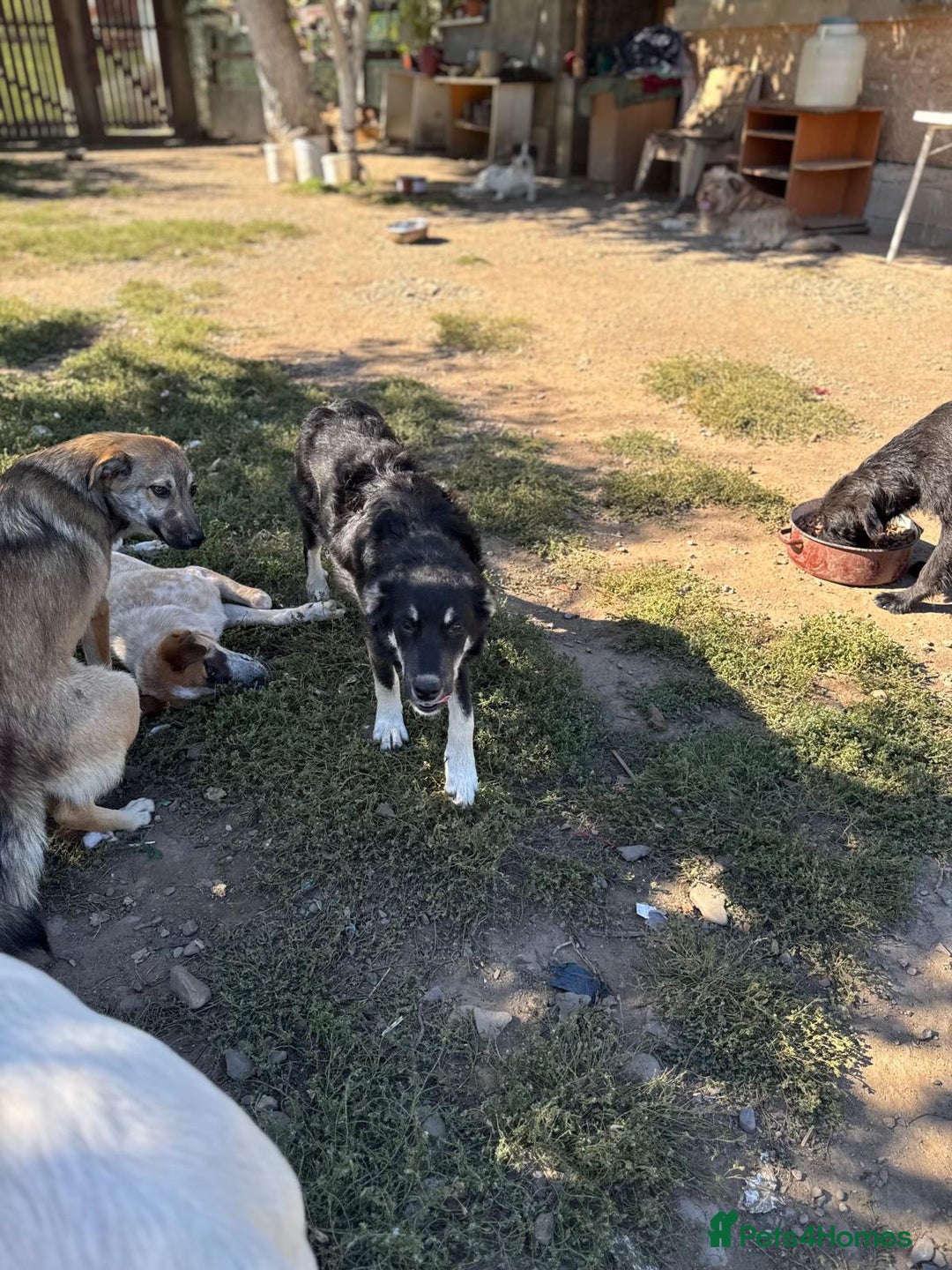 Mixed Breed dogs for adoption: GIZMO - a Lovely young boy for a Loving Home - Image 16