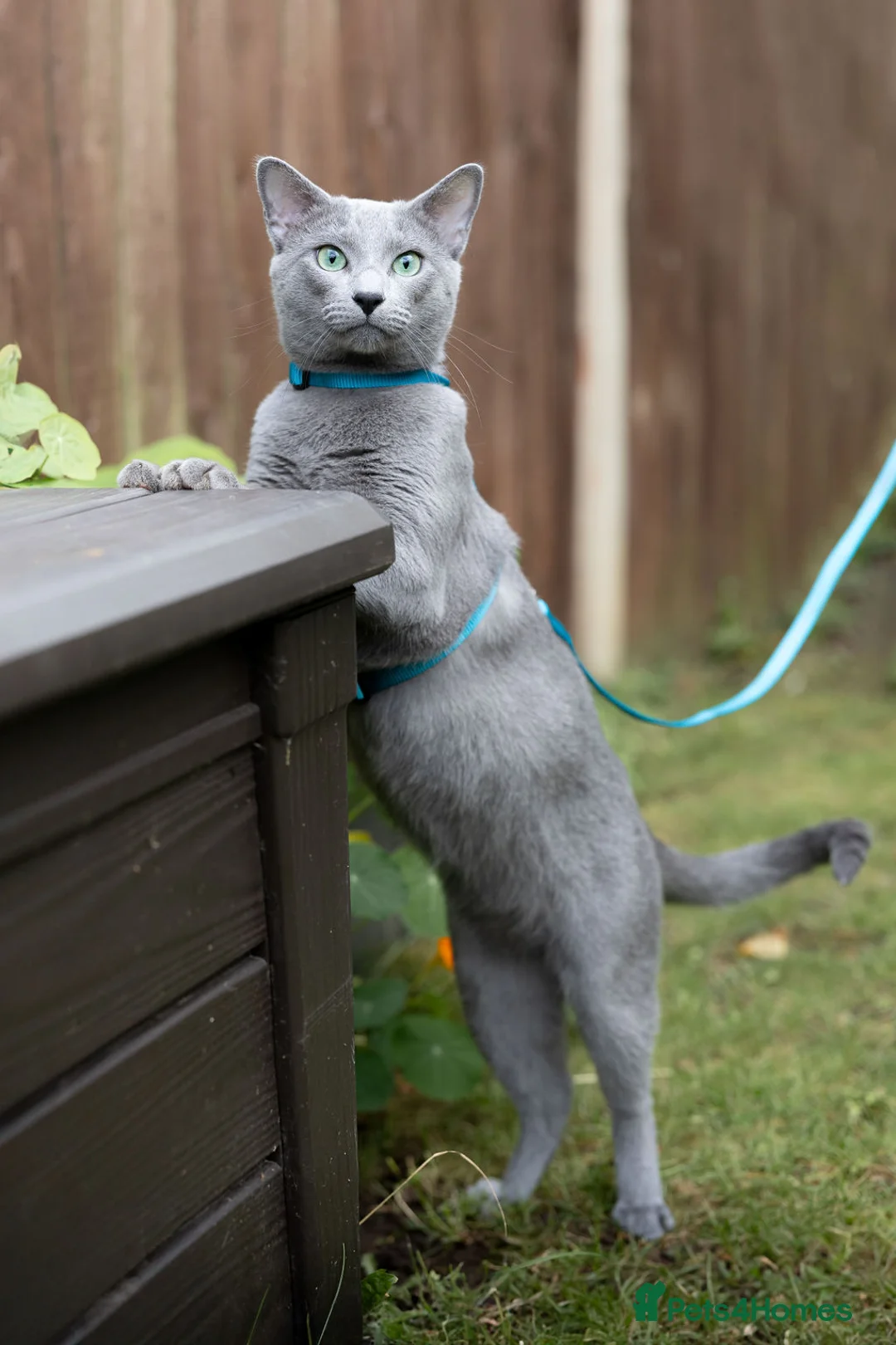 Russian Blue cats for stud: Russian blue for stud  in Burton-on-Trent - Advert 3