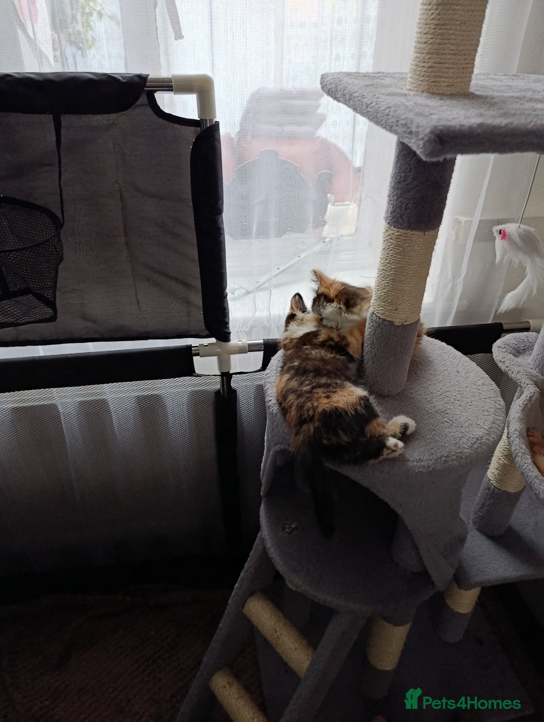 Domestic Shorthair cats for sale: cute mix breed kittens - Image 11