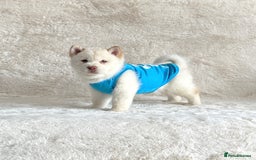 Chow Chow dogs for sale: Exotic colour chowsky puppies for sale  - Image 23