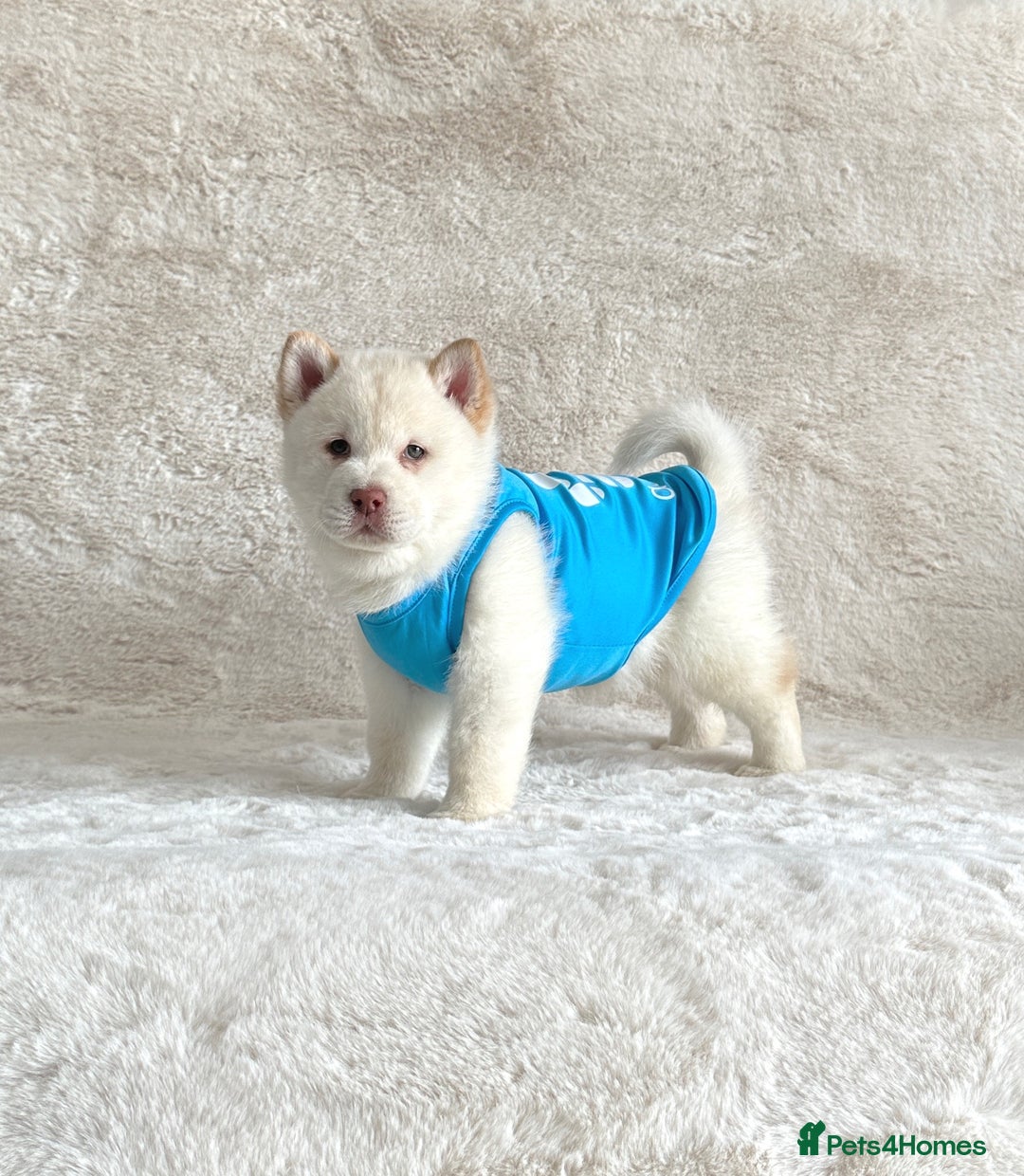 Chow Chow dogs for sale: Exotic colour chowsky puppies for sale  - Image 23