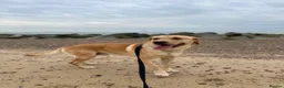 Goldador dogs for sale: Arlo - Labrador x golden retreiver - Advert 4