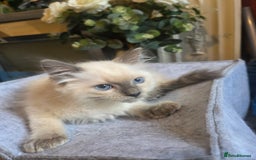 Ragdoll cats for sale: Ragdoll Kittens Ready for Their Forever Homes 🥰 - Image 2