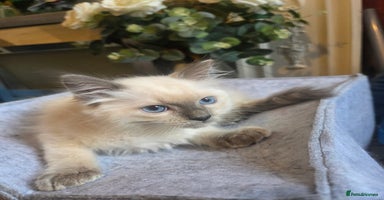 Ragdoll cats - Advert 10