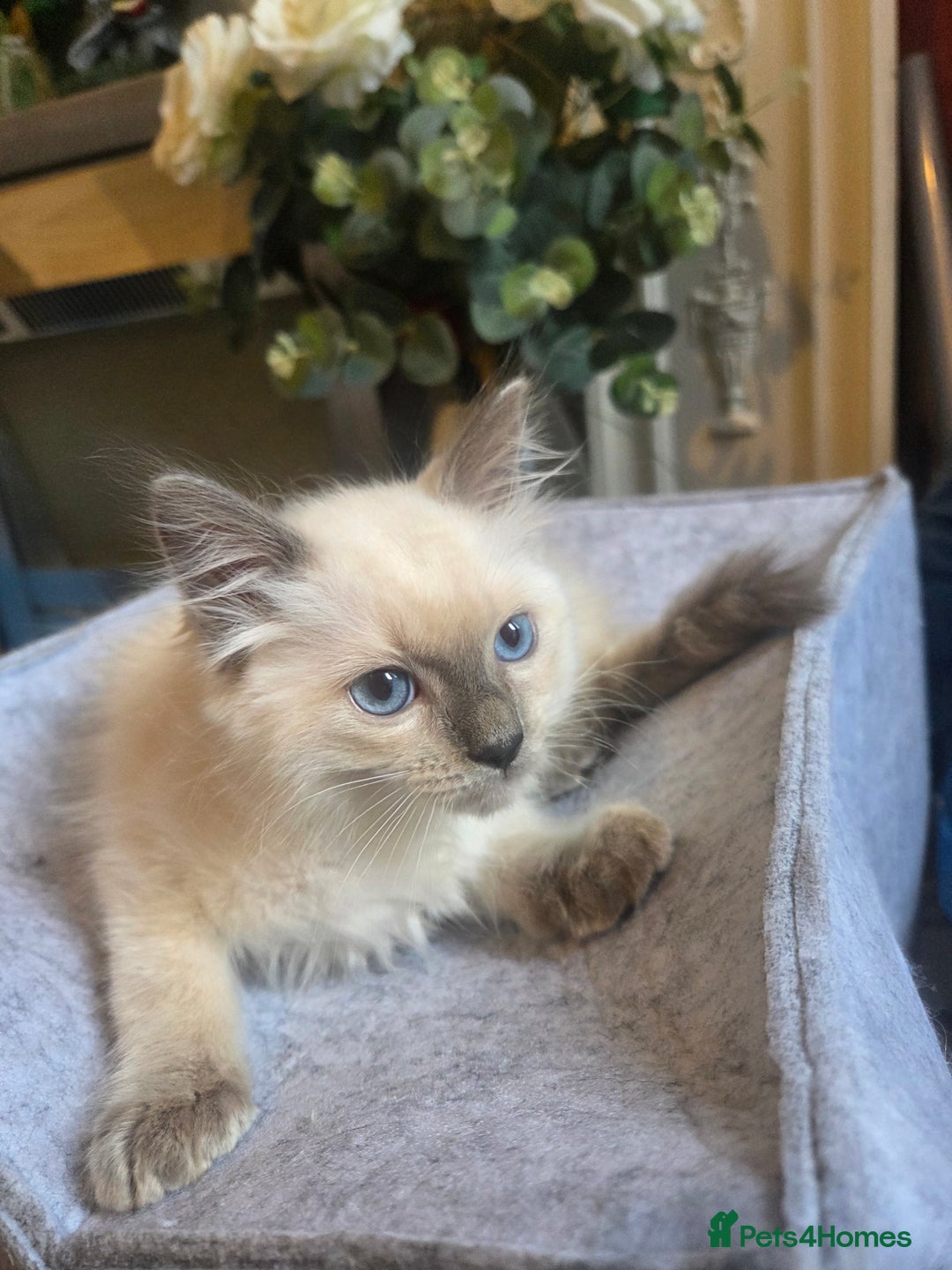 Ragdoll cats for sale: Ragdoll Kittens Ready for Their Forever Homes 🥰 - Image 2