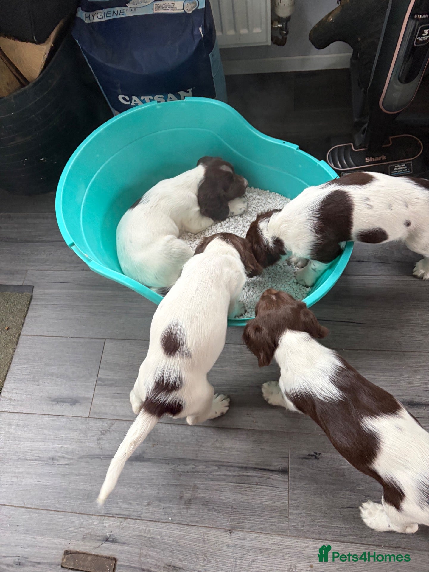 English Springer Spaniel dogs English Springer spaniel  - Advert 2