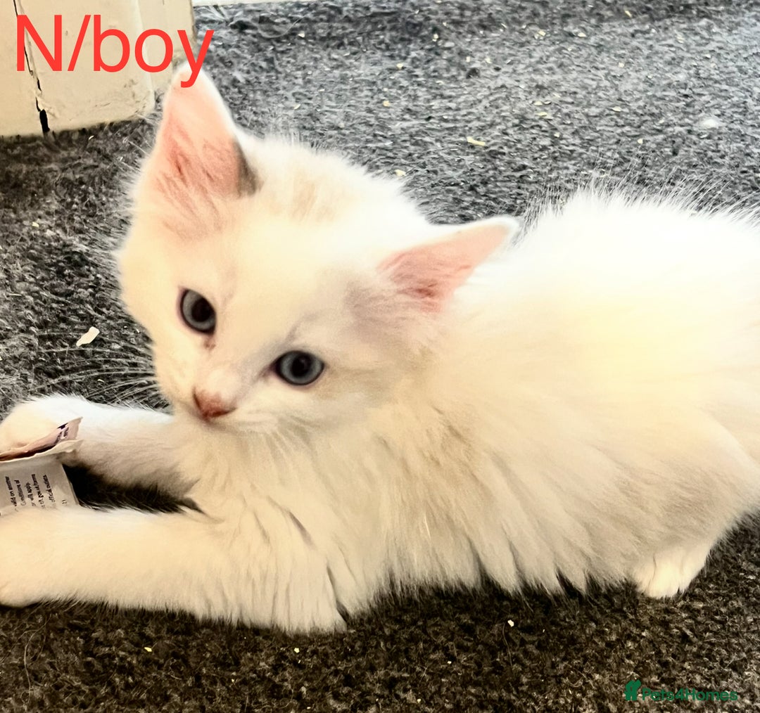 Ragdoll cats for sale: Ragdoll Kittens - Image 2