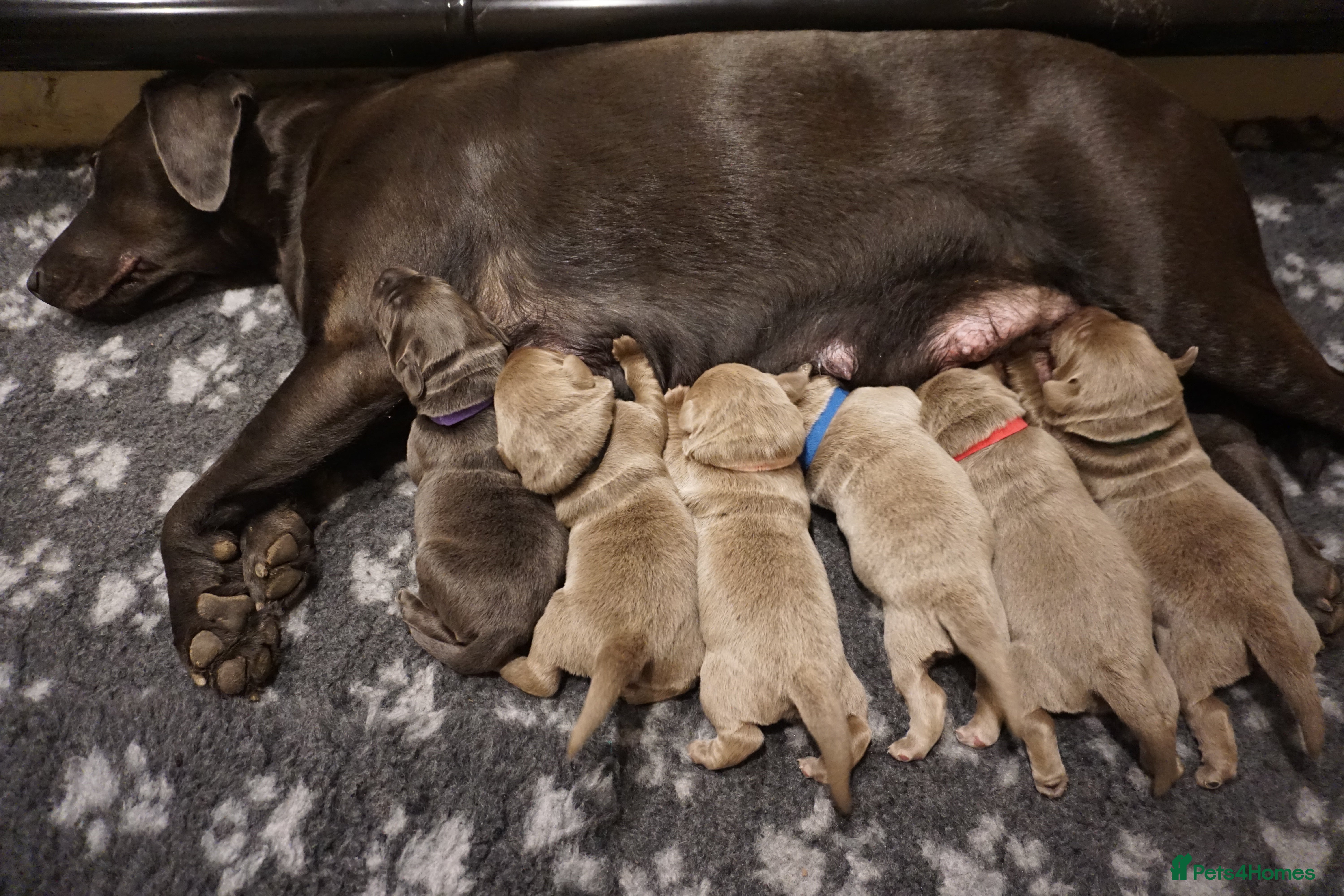 Labrador Retriever dogs Pedigree Silver / Charcoal Labradors - Advert 3