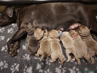 Labrador Retriever dogs Pedigree Silver / Charcoal Labradors - Advert 3