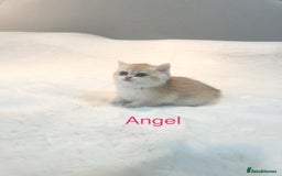 British Shorthair cats for sale: Golden NY12 British Shorthair Girl  - Image 1