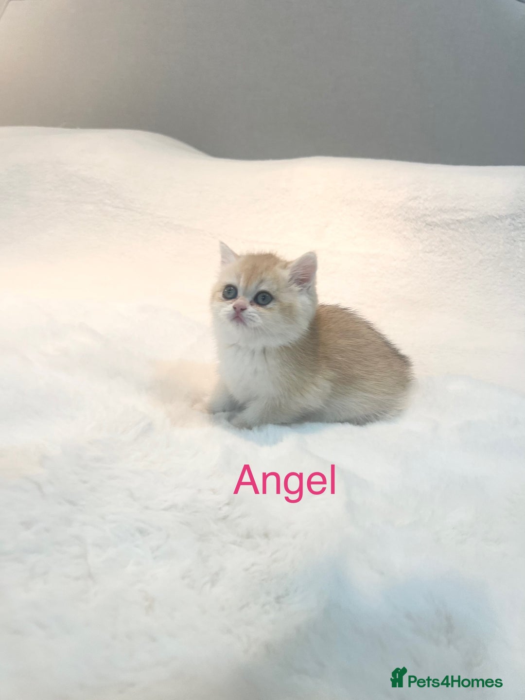 British Shorthair cats for sale: Golden NY12 British Shorthair Girl  - Image 1