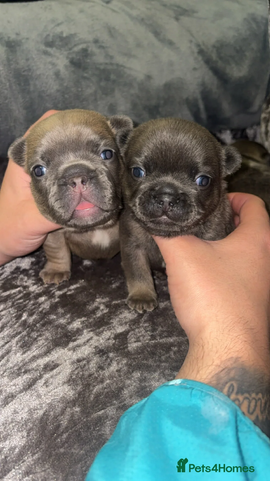 French Bulldog dogs for sale: French bulldogs  - Advert 1