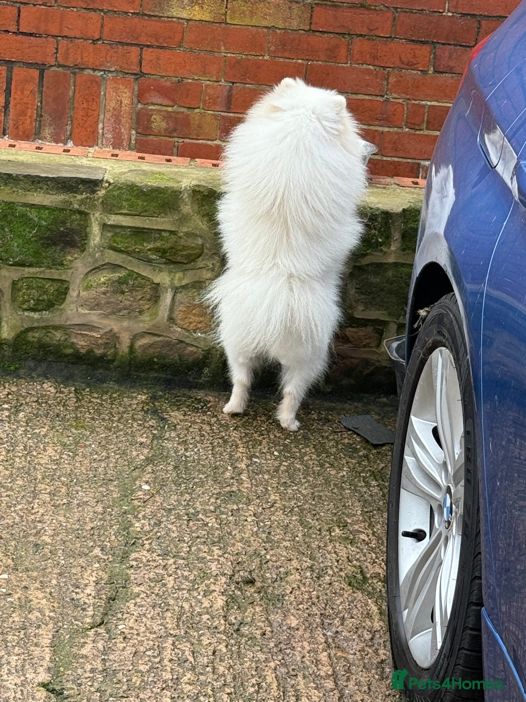 Pomeranian dogs for stud: White Boy for Stud only kc in Pontefract - Advert 7