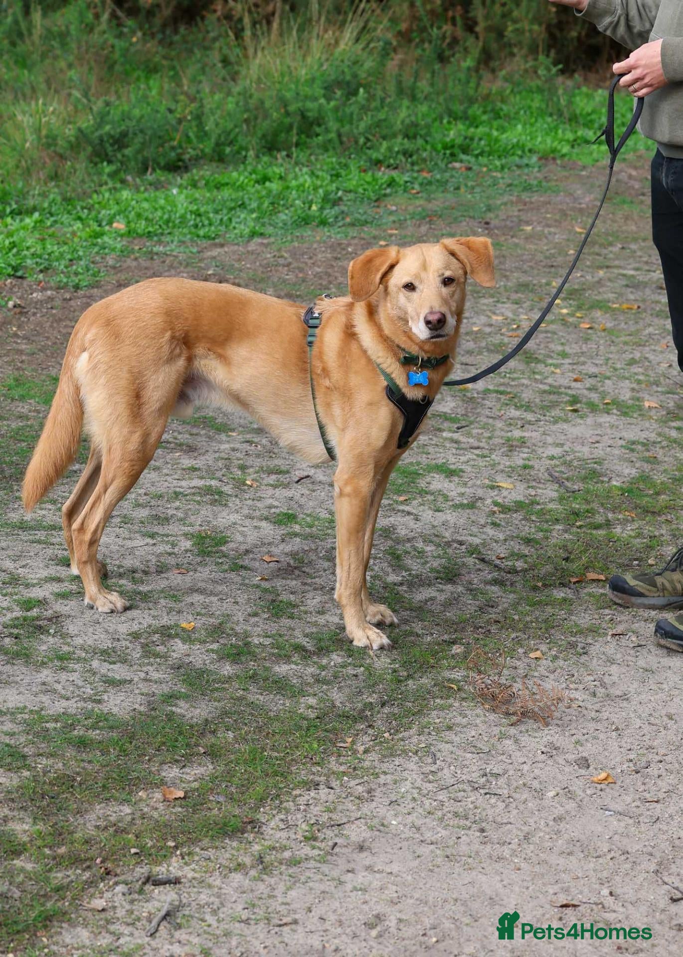 Mixed Breed dogs Marvellous Moose - Advert 1