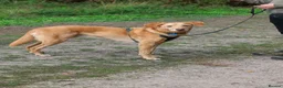 Mixed Breed dogs for adoption: Marvellous Moose - Advert 1