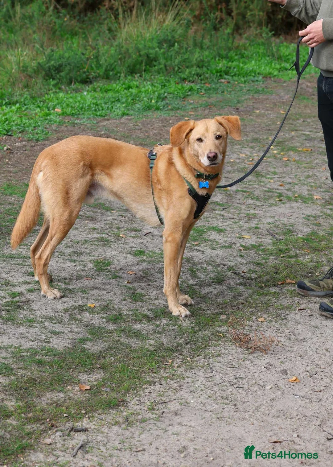 Mixed Breed dogs for adoption: Marvellous Moose - Advert 1