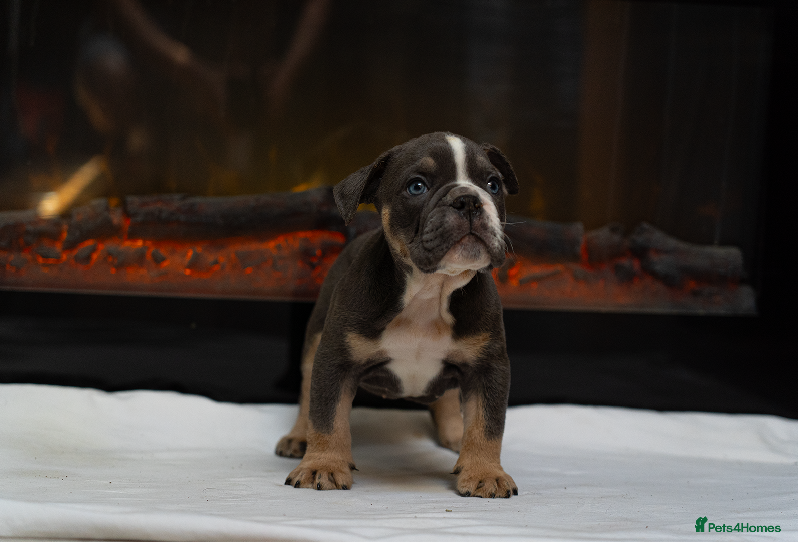 English Bulldog dogs English bulldogs PUPPIES 7 still available  - Advert 3