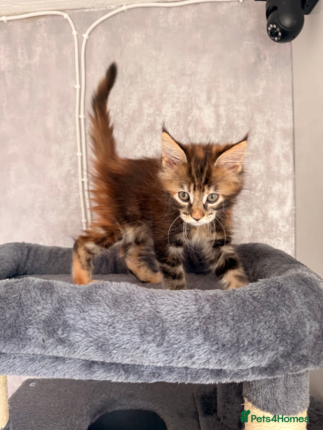 Maine Coon cats for sale: 🐾 2 MAINE COON KITTENS LOOKING FOR LOVING HOME 🐾 - Advert 20
