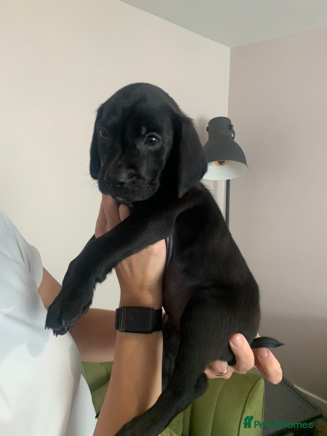 Mixed Breed dogs for sale: Gorgeous Black Poogledoodles Kid-Friendly Beauties - Image 2