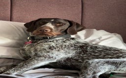 Mixed Breed dogs for sale: German shorthair pointer/wirehairpointer - Image 38