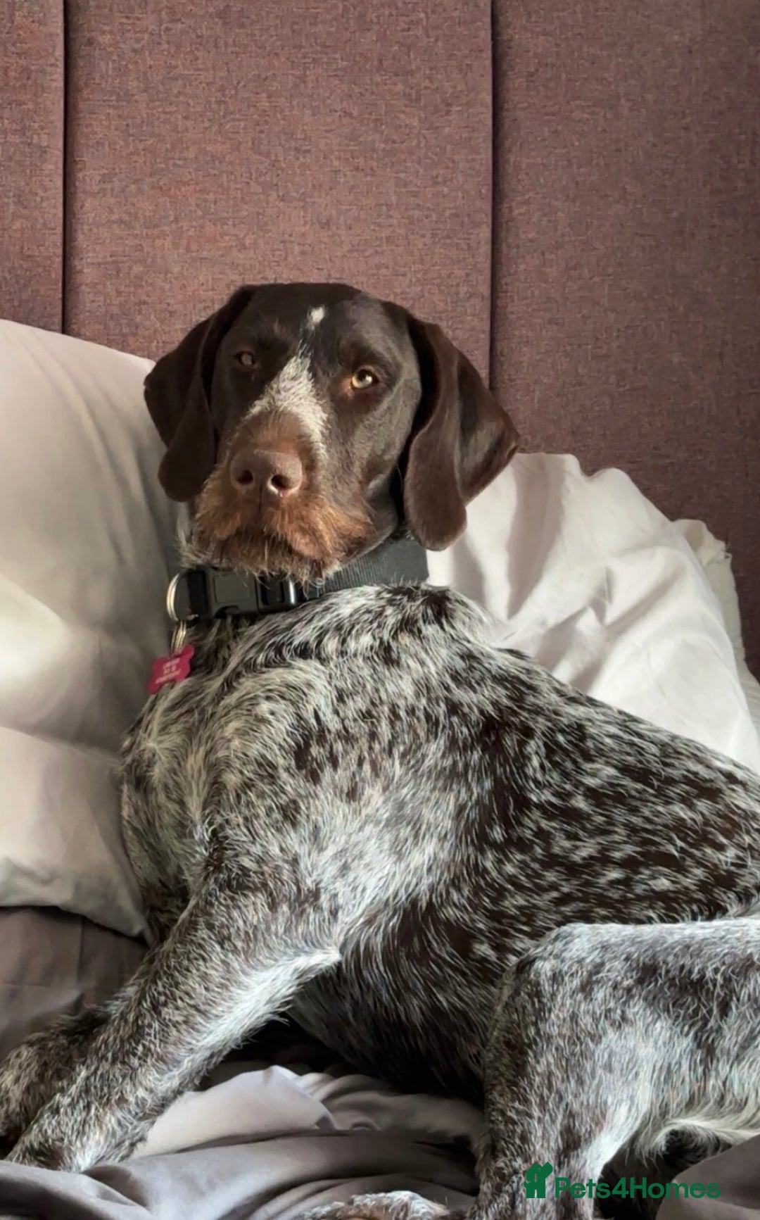 Mixed Breed dogs for sale: German shorthair pointer/wirehairpointer - Image 38