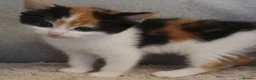 Mixed Breed cats for sale: Female calico kittens  - Advert 3