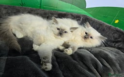 Ragdoll cats for sale: Beautiful Ragdoll babies  - Image 7