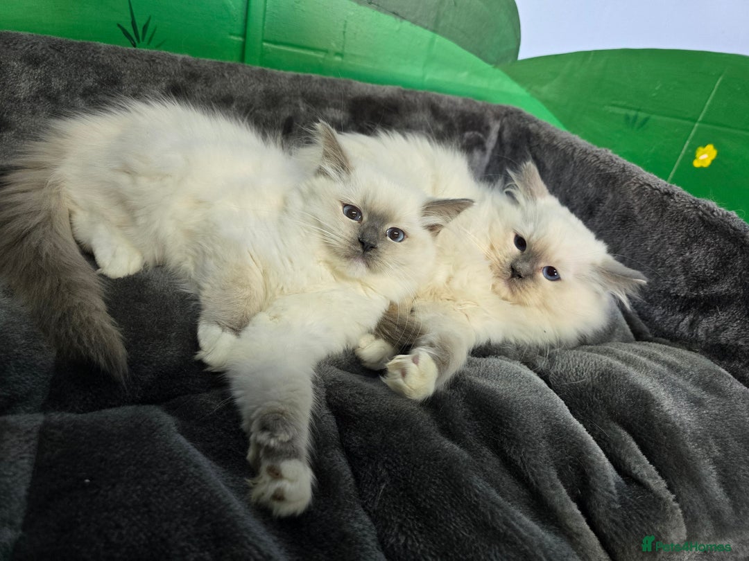 Ragdoll cats for sale: Beautiful Ragdoll babies  - Image 7