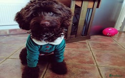 Cockapoo dogs for sale: Adorable Puppies Looking for Their Forever Homes! - Image 18