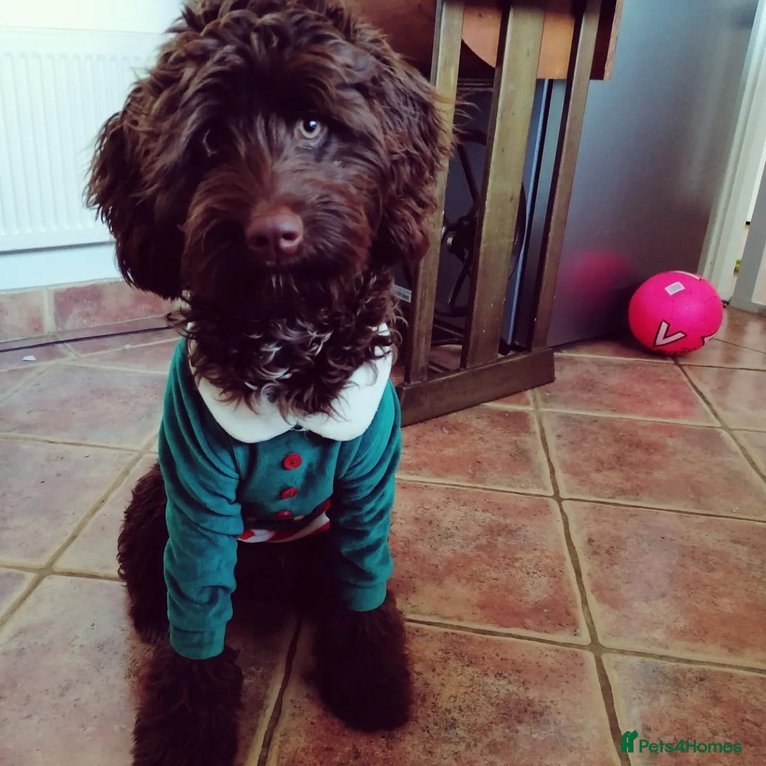 Cockapoo dogs for sale: Adorable Puppies Looking for Their Forever Homes! - Image 18