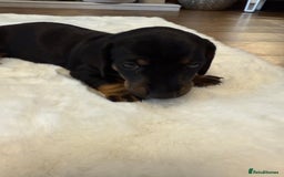 Dachshund dogs for sale: Dachshunds for sale   - Image 31
