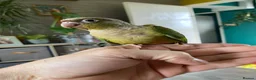 Conures birds for sale: Hand reared Green cheek Conures - Advert 11