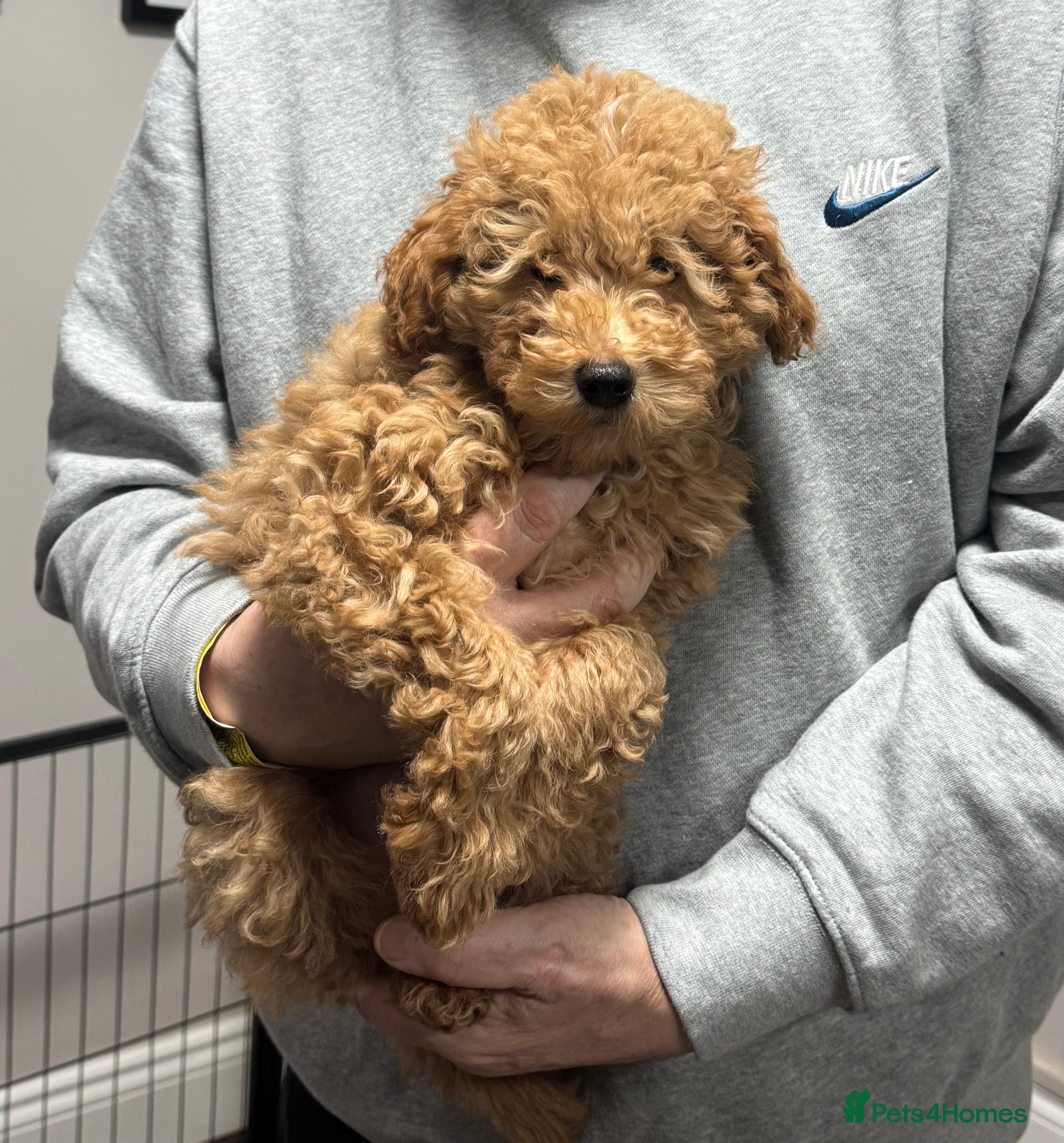 Maltipoo dogs 3 Gorgeous Maltipoo Puppies - Advert 9