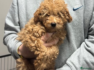 Maltipoo dogs 3 Gorgeous Maltipoo Puppies - Advert 8