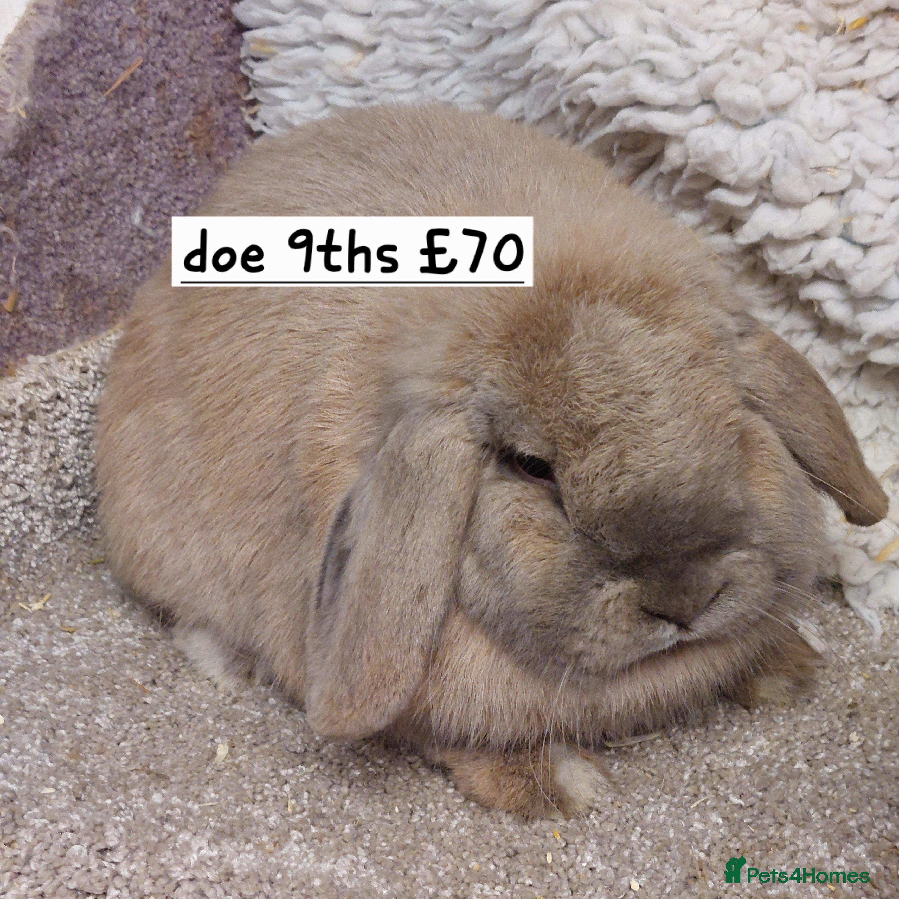 Mini Lop rabbits  Beautifull freindly minilop Does &bucks - Advert 14